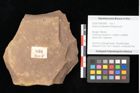Foto (Objekt + Etikett) von Quercus palaeoilex Ettingshausen (NHMW-GEO-2024-0188-0894)